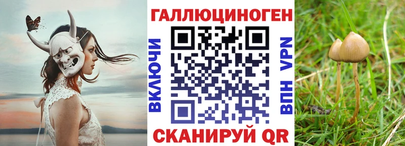 где найти Анжеро-Судженск Псилоцибиновые грибы Psilocybe